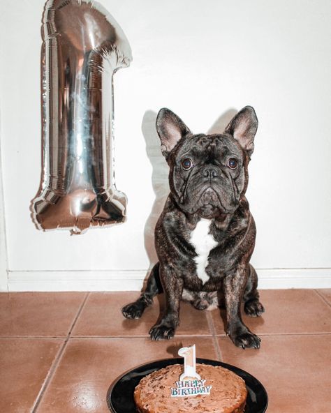 French Bulldog Birthday, Frenchie Birthday, Dog Photography Birthday, Frenchie Puppy Photoshoot Ideas, French Bulldog Photoshoot Ideas, Happy Birthday French Bulldog, French Bulldog Photoshoot, Newborn Frenchie Photoshoot, Puppy Items