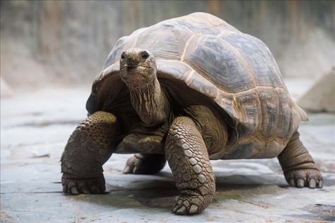 Zoo Photography, Kawaii Turtle, Galapagos Tortoise, Turtle Sculpture, Giant Tortoise, Animals To Draw, Tortoise Turtle, Animal Education, Chainsaw Carving