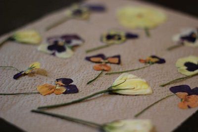 Aprende a Secar Flores En Pocos y Simples Pasos | Tips y Actualizaciones - Todo-Mail Decoupage, Hair Accessories