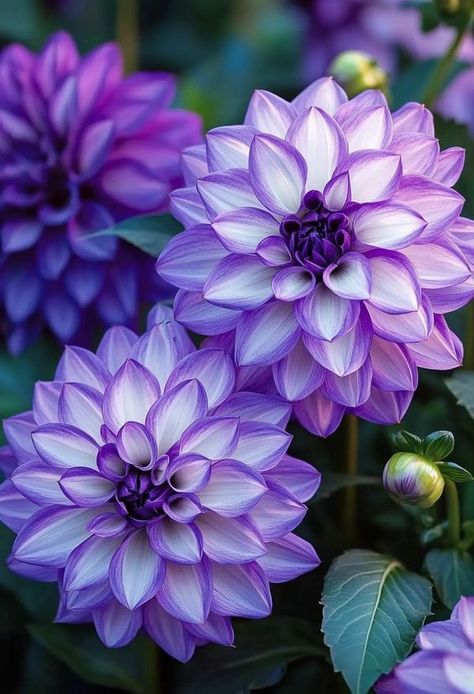 Lilacs Flowers Aesthetic, Dahlia Flower Aesthetic, Purple Dahlias, Dahlia Flower Garden, Violets Flowers, Dahlia Garden, Flowers Black Background, Simplistic Wallpaper, Purple Dahlia