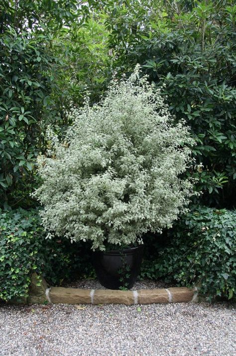 variegated Pittosporum tenuifolium 'Marjorie Channon' Jake Landscape, Garden Shrubs Evergreen, Variegated Pittosporum, Pittosporum Tenuifolium, Dogwood Shrub, Silver Plants, Green Words, Online Landscape Design, Front Yard Plants