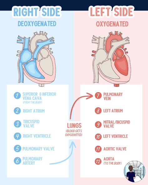 We can break down the blood flow through the heart in 12 easy steps:

🆁🅸🅶🅷🆃 🆂🅸🅳🅴
1. Superior & Inferior Vena Cava
2. Right Atrium
3. Tricuspid Valve
4. Right Ventricle
5. Pulmonary (Pulmonic) Valve
6. Pulmonary Artery/Trunk

🅻🅴🅵🆃 🆂🅸🅳🅴
7. Pulmonary Veins
8. Left Atrium
9. Mitral/Bicuspid Valve
10. Left Ventricle
11. Aortic Valve
6. Aorta Heart Veins And Arteries, Cardiovascular Project Ideas, Cardiopulmonary Physical Therapy, Flow Of Blood Through The Heart, Heart Blood Flow Diagram, Heart Valves Anatomy, Flow Of The Heart, Anatomy Of Heart, Heart Veins