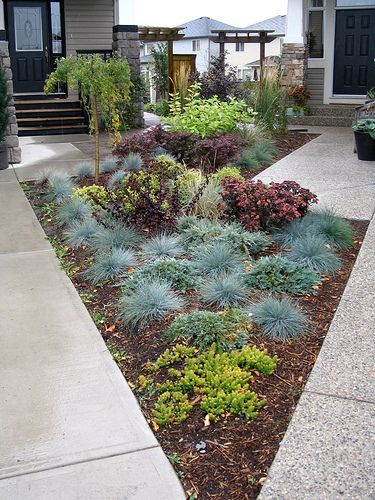 Great combination of Sedum Angelina and Blue Fescue Small Front Yard Landscaping Ideas, Succulent Landscape Design, Small Yard Landscaping, Succulent Landscaping, Small Front Yard Landscaping, Small Front Yard, Front Yard Design, Modern Landscape Design, Front Yard Ideas