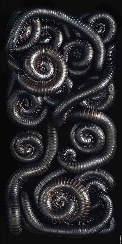 Millipedes by photographer Tim Flach Centipede Wallpaper, Worm Wallpaper, Worm Photography, Worm Aesthetic, Millipedes, Centipedes, Baba Jaga, Cool Bugs, A Bug's Life