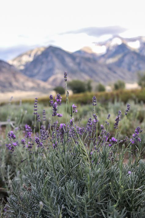 Young Living Lavender Farm- Mona, Utah.  Gorgeous with those mountains in the back. Cute Halloween Crafts For Kids, Cute Halloween Crafts, Mona Farm, Young Living Lavender, Stinky Dog, Herb Farm, Farm Tour, Mountain High, Lavender Farm