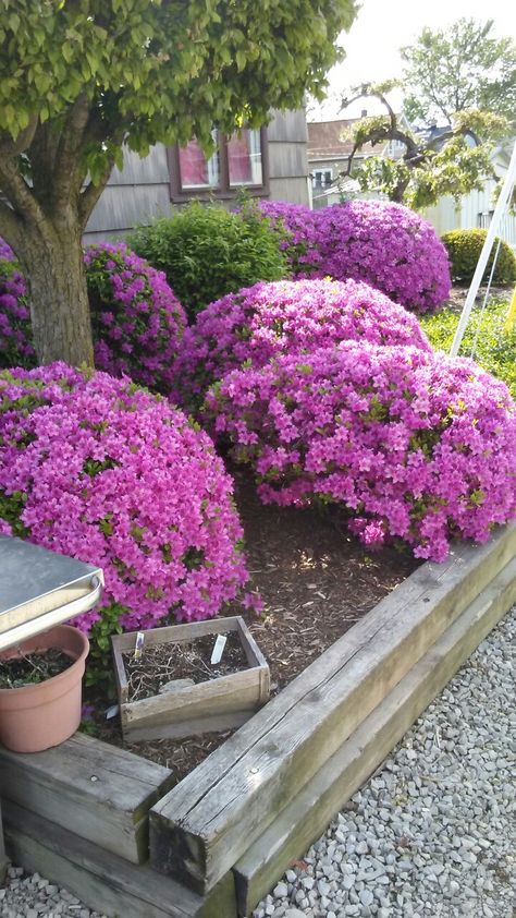 Azalea bushes. Started out in 5 gallon pots. Trimmed every year. They are 25 years old. Azalea Bushes Front Yards, Azelia Bush, Azaleas Landscaping, Azalea Bush, Backyard Landscape, Flower Pots Outdoor, Landscape Ideas, Backyard Landscaping, 25 Years