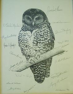 spotted owl.  I like this one too, the angle, the eyes, seems like it would transfer into a good tattoo. Northern Spotted Owl, Owl On Branch, Spotted Owl, Owl Graphic, Skin Paint, Owl Tattoo Design, Paper Owls, Owl Photos, Owl Tattoo