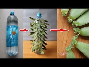 Plants In Bottles, Succulent Garden Design, نباتات منزلية, Succulent Garden Diy, Hanging Plants Indoor, Propagating Succulents, Plant Hacks, Bottle Garden, Succulent Gardening