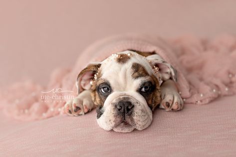 Valentine's Day Shoot, Pet Photography Poses, Puppy Photoshoot, English Bulldog Care, Baby Bulldogs, Puppy Photography, Newborn Puppies, Baby Pugs, Dog Photoshoot