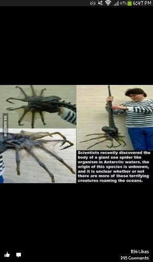 Giant sea spider Giant Spiders, Biggest Spider, Giant Wolf Spider Dnd, Giant Spider Monster, Giant Sea Spider, Sea Spider, Giant Spider, What Is Life About, Deep Blue