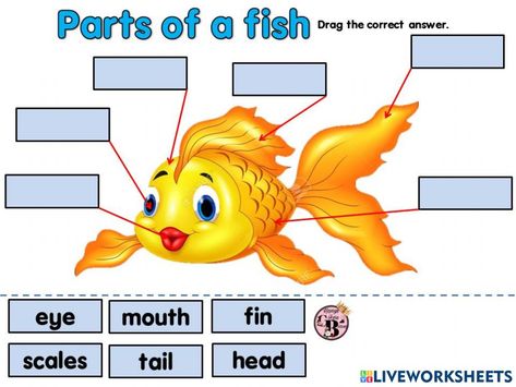 Parts Of A Fish, Fish Worksheet, Ks1 Science, Animals And Their Homes, Materials And Structures, Animal Classification, Scrapbook Titles, Kids Fishing, Rainbow Fish