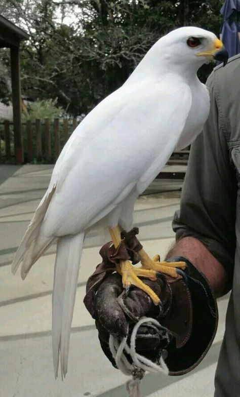 Grey Goshawk, Raptors Bird, Animal Inspiration, Albino Animals, Bird Of Prey, Australian Birds, Rare Animals, White Bird, Exotic Birds