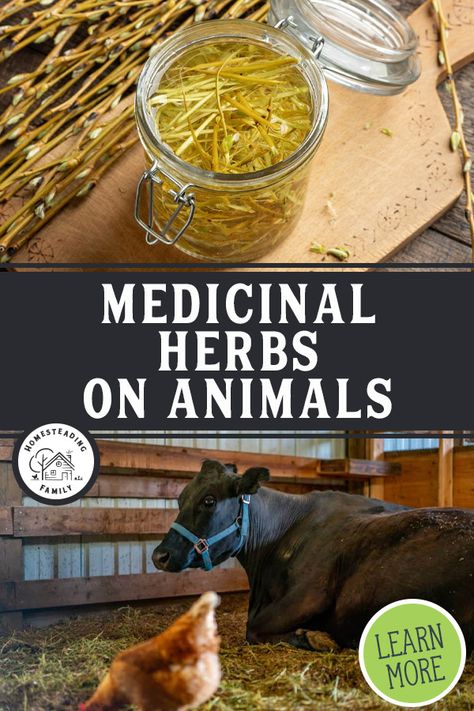 Pet Remedies, Raising Farm Animals, Animal Medicine, Animal Husbandry, Herbal Recipes, Animal Science, Herbal Healing, Dog Health Care, Homeopathic Medicine