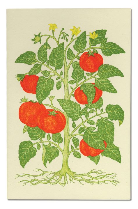 Linocut menu cover by Patricia Curtan.  From Menus for Chez Panisse: The Art and Letterpress of Patricia Curtan Tomato Drawing, Tomato Tree, Speculative Design, Becoming A Tattoo Artist, Menu Cover, Plant Box, Pottery Painting Designs, Screen Printing Designs, Plant Illustration