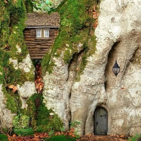 Wood Homes, Giant Tree, Fantasy House, Fairy Doors, House Inside, Tree Houses, Story Board, Fairy Land, Unique Homes