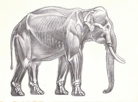 Elephant Reference, Elephant Anatomy, Anatomy Book, Animal Line Drawings, Creature Anatomy, Ancient Drawings, Elephant Illustration, Vaporwave Art, Nature Sketch