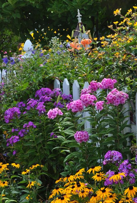 Three Dogs in a Garden: Garden Phlox, Phlox Paniculata Easter Planters, Easter Plants, Phlox Paniculata, English Garden Design, Cottage Garden Design, Zone 5, White Picket Fence, English Cottage Garden, Three Dogs