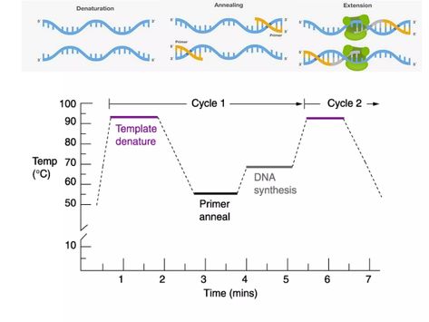 Polymerase Chain Reaction | PPT Dna Cloning, Polymerase Chain Reaction, Point Mutation, Dna Polymerase, Dna Fingerprinting, Learn Biology, Forensic Scientist, Paternity Test, Dna Sequence