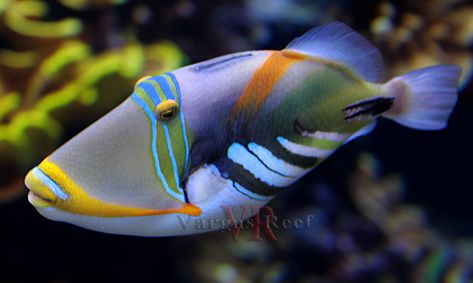 Island Aquarium, Saltwater Aquarium Fish, Saltwater Fish Tanks, Cnidaria, Fauna Marina, Salt Water Fishing, Salt Water Fish, Cool Fish, Beautiful Sea Creatures