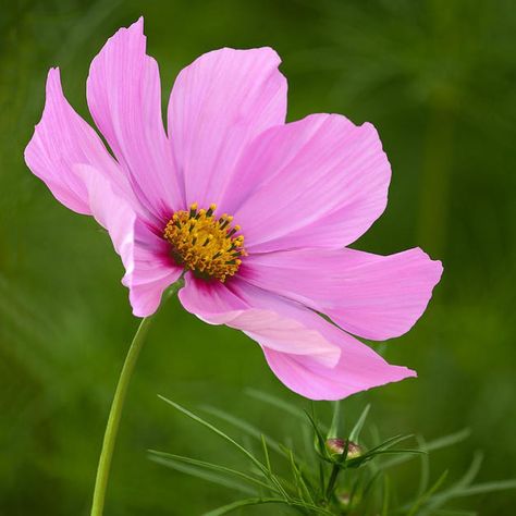 Image may contain: flower, plant, nature and outdoor Cosmos Painting, Pink Cosmos, Photograph Wall, Cosmos Flowers, Black Holes, Anemone Flower, Floral Drawing, Pink Garden, Colored Flowers