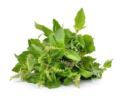 Holy Basil: Benefits, Uses, and Recipes Basil Benefits, Holy Basil Benefits, Tulasi Plant, Ocimum Tenuiflorum, Tulsi Tea, Basil Herb, Tulsi Plant, Growing Healthy Hair, Basil Leaf