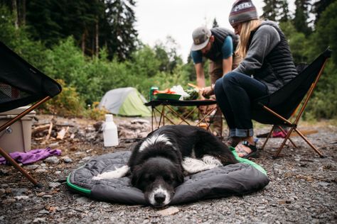 Tent Hammock, Camping With Dogs, Tips For Summer, Dogs Tips, Boundary Waters, Hammock Tent, Camping Aesthetic, Dog Water Bowls, Terra Nova