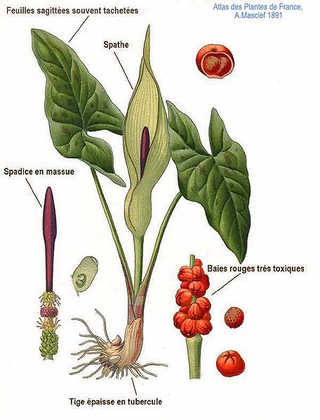 Arum Maculatum, Poison Path, Witchy Sleeve, Poison Garden, Poisonous Plants, Victorian Fashion, Cactus Plants, Plant Leaves, Mac