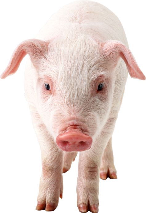 Pig Images, Peppa Pig Wallpaper, Pig Png, Chicken Pictures, Pig Wallpaper, Cute Piggies, Baby Pigs, Animal Protection, Cute Pigs