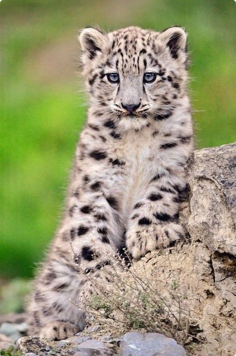 Snow leopard cub: Adorable ball of spotted fluff and blue eyes. Baby Snow Leopard, Baby Snow, Leopard Cub, Baby In Snow, Cheetahs, Kitty Kitty, Large Cats, Snow Leopard, Leopards