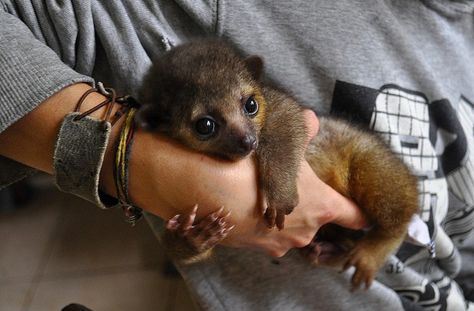 An example of a baby kinkajou. Pet Dragon, Exotic Cats, Pets Drawing, Pet Monkey, Animal Room, Unusual Animals, Reptiles Pet, Rare Animals, Pets For Sale