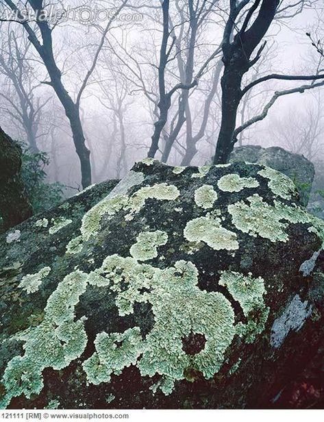 Lichen On Rocks, Blue Ridge Parkway Virginia, Decay Art, Diy Moss, Collage Landscape, Types Of Fungi, Lichen Moss, Plant Fungus, Vascular Plant