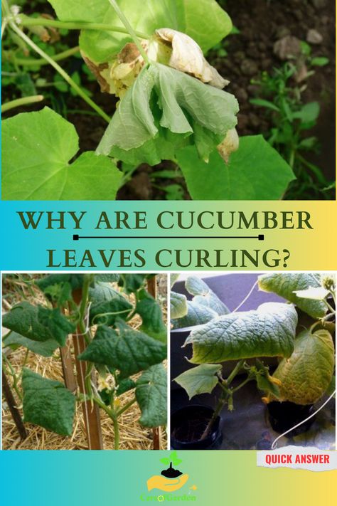 Cucumber Leaves Curling, Reasons why Cucumber Leaves are Curling Cucumber Plants, Renovation Bedroom, Regrow Vegetables, Fruit Tree Garden, Cucumber Plant, Organizing Kitchen, Tree Garden, Vegetable And Fruit, Garden Vegetable