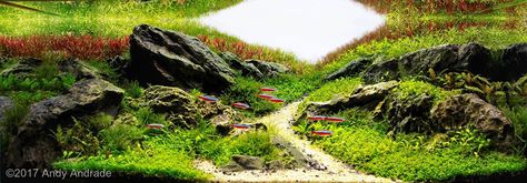 #758: 55L Aquatic Garden “Treading horizons”, by Andy Andrade Porecatu , Brazil, is an aquascape from AGA 2017 Aquascaping Contest. Brazilian Aquascape, Cube Aquarium, Aquascape Inspiration, Aqua Scaping, Hardscape Ideas, Aquascape Ideas, Indoor Pond, Amazing Aquariums, Aquascape Design