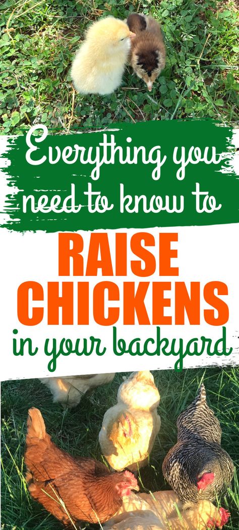 Coop Roost Ideas, Chicken Coop Roost Ideas, Chicken Coop Roost, Chicken Roost, Raising Chicken, Raising Chicks, Types Of Chickens, Backyard Design Layout, Urban Chickens