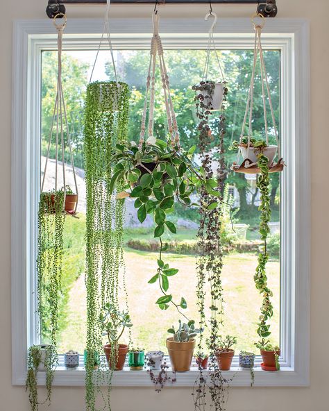 5 clever ways to hang indoor plants - bring your home to life | Livingetc Balcony Hanging Plants, Hanging Indoor Plants, 3 Season Room, Hanging Planters Indoor, Asparagus Fern, Hanging Plant Holder, Room Inspired, Neutral Room, Hanging Plants Indoor