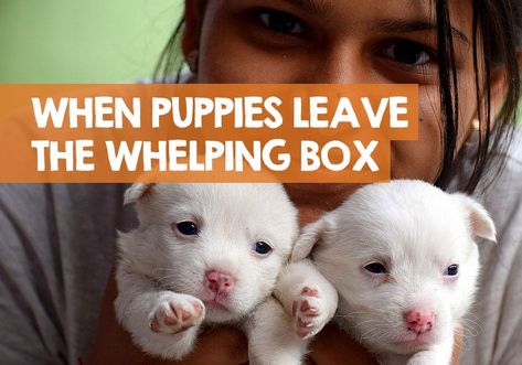 When Can Puppies Leave the Whelping Box? (The Right Age) Dog Having Puppies, Welping Box, Puppy Pool, Plastic Swimming Pool, Whelping Puppies, Puppy Litter, Whelping Box, Newborn Puppies, Great Dane Puppy