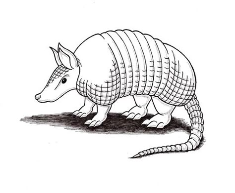 I thought it would be nice to draw an armadillo today: This one’s almost as cute as the aardvark; unusually this creature looks more accusatory than inquisitive but that’s more the natu… Armadillo Drawing Easy, Armadillo Tattoo, Armadillo Drawing, Cute Armadillo Tattoo, Armadillo Character, Texas Armadillo, Armadillo Sketch, Pink Fairy Armadillo, Armadillo Art