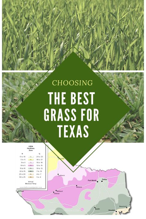 Choosing the right grass for your lawn is an essential part of Landscaping - and even more so in Texas. Whether you are in the north, south, east or west there is a grass that will suit your lawn. Texas Grasses Landscaping, East Texas Landscaping Ideas, Types Of Grass For Lawn, Best Grass Seed Lawn, Lawn Grass Types, Reseeding Lawn, Summer Lawn Care, Best Grass Seed, Grass Alternative