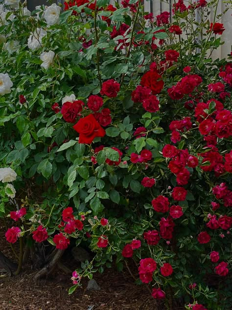 Red Rose Bush Aesthetic, Bush Of Flowers, Roses Bush, Red Rose Bush, Rose Bush Aesthetic, Wild Rose Bush, Rose Bushes, Scientific Names Of Flowers, Red Roses Garden