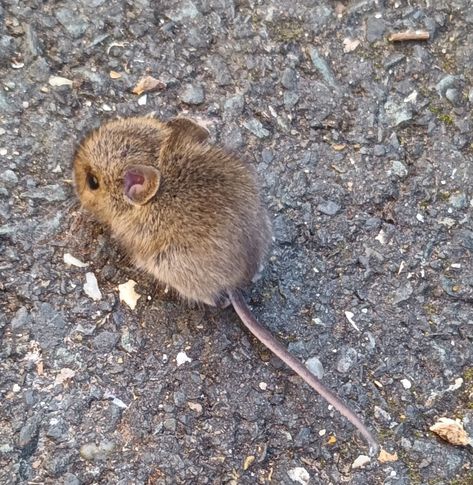 Mouse Aesthetic, Mine Mouse, Funny Looking Animals, Needle Felted Art, Brown Mouse, 2 Animals, Silly Funny, Felted Art, Happy Stuff