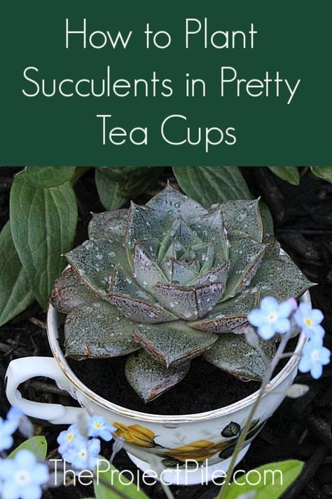 Succulent In Teacup, Epiphytic Plants, Propagate Succulents, Plant Succulents, Teacup Gardens, Container Garden Design, Garden Hacks, Pretty Tea, Pretty Tea Cups