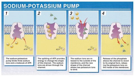 Sodium Potassium Pump, Active Transport, Biology Teaching, Cellular Biology, Human Physiology, Medical Pins, Biology Resources, A Level Biology, Pain Relief Patches