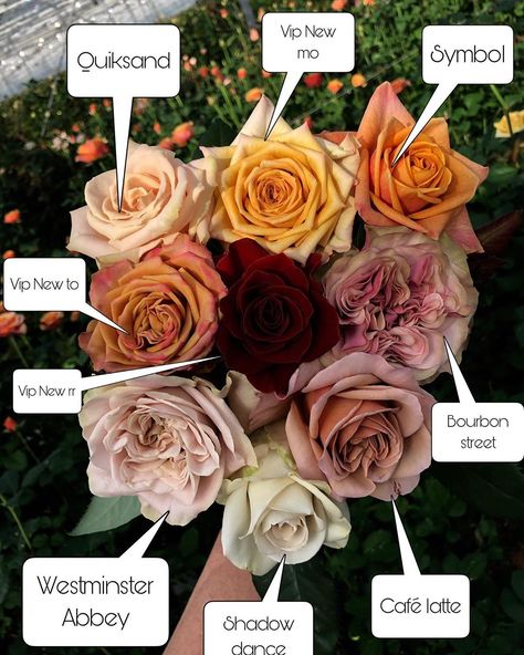 VipRoses su Instagram: "Ready for fall!! #viproses some available in small quantities!" Wedding Flower Chart, Rose Garden Landscape, Flower Chart, Rose Varieties, Flower Farmer, Flower Names, Ready For Fall, Pretty Plants, Flower Farm