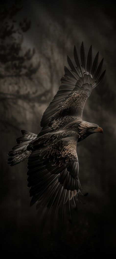 Eagle Black Wallpaper, Egale Dark Wallpaper, Dark Nature Wallpaper Iphone, Call Background Wallpaper Samsung Hd, Black Eagle Wallpaper, Hd Images Photography, Iphone Wallpaper Animals, Eagle Wallpaper Hd, 4 K Wallpaper