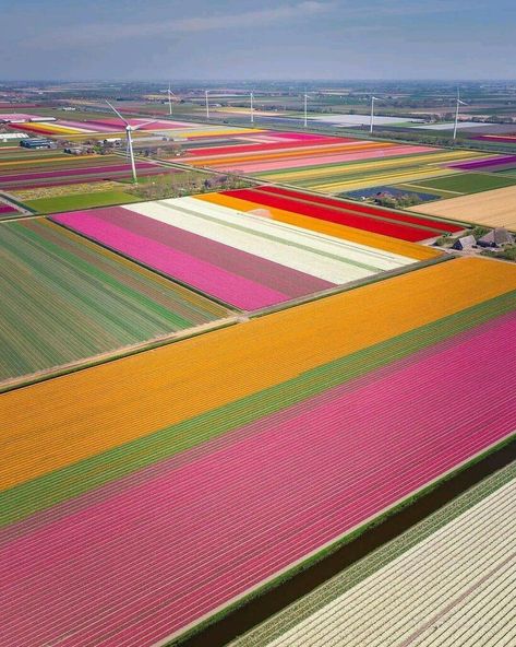 tulip field in Holland<3 I Amsterdam, Tulip Fields, Wroclaw, Flower Field, Vacation Trips, Wyoming, The Netherlands, All Over The World, Beach Mat