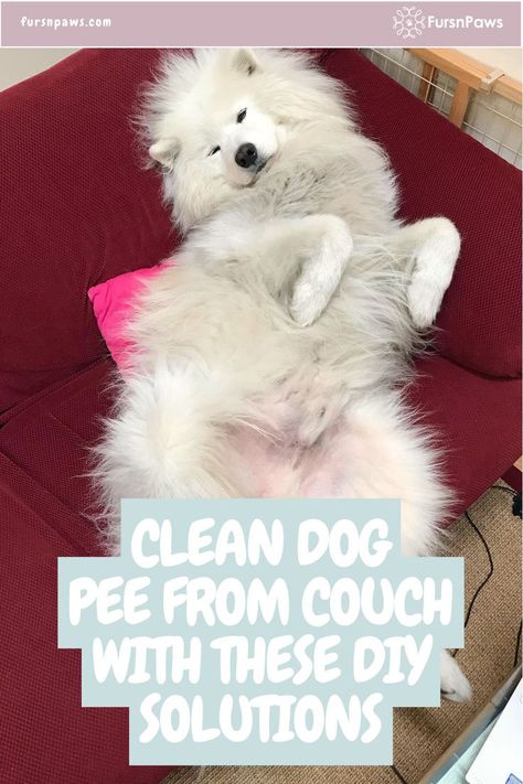 Dog Smell Out Of Couch Dog Urine Smell Out Of Couch, Dog Pee Out Of Couch, Pee Out Of Couch, Dog Urine Odor Remover, Urine Odor Remover, Dog Pee Smell, Couch Cleaning, Smell Clean, Pee Smell