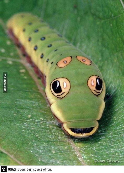 Swallowtail butterfly caterpillar looks like a cartoon snake. Swallowtail Caterpillar, Spicebush Swallowtail, Cool Insects, Moth Caterpillar, Swallowtail Butterfly, Beautiful Bugs, Creepy Crawlies, Bugs And Insects, Weird Animals