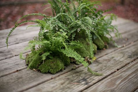 Kokedamas Ideas, Fern Centerpiece, Moss Centerpieces, Fern Wedding, Ball Ideas, Moss Ball, Moss Decor, Flower Installation, Moss Garden