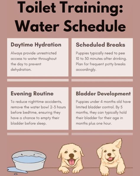 Puppy Toilet Training Tips, Dog Training Tips Potty, How To Potty Train A Dog, How To Potty Train A Puppy, Puppy Potty Training Schedule, Yorkie Potty Training, Water Schedule, Potty Training Schedule, Puppy Toilet Training