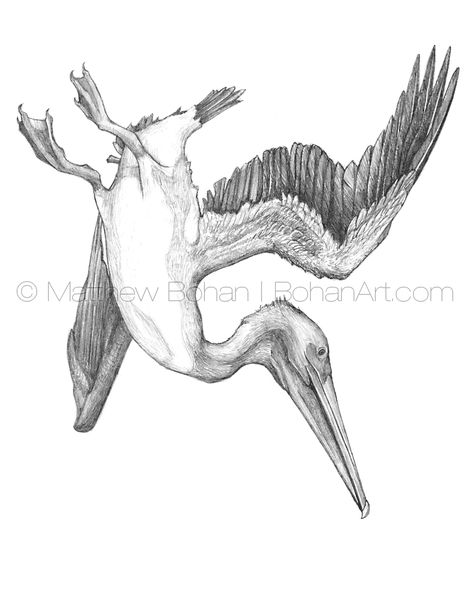 Pelican Art Drawing, Brown Pelican Tattoo, Pelican Sketch, Flying Pelican Drawing, Pelican Illustration, Brown Pelican Drawing, Pelican Drawing, Pelican Tattoo, Vintage Pelican Illustration